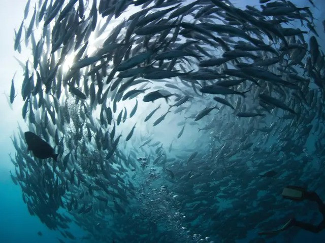 10 cach kho tin ma dong vat ap dung de song sot-Hinh-3