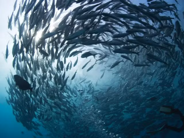 10 cach kho tin ma dong vat ap dung de song sot-Hinh-3