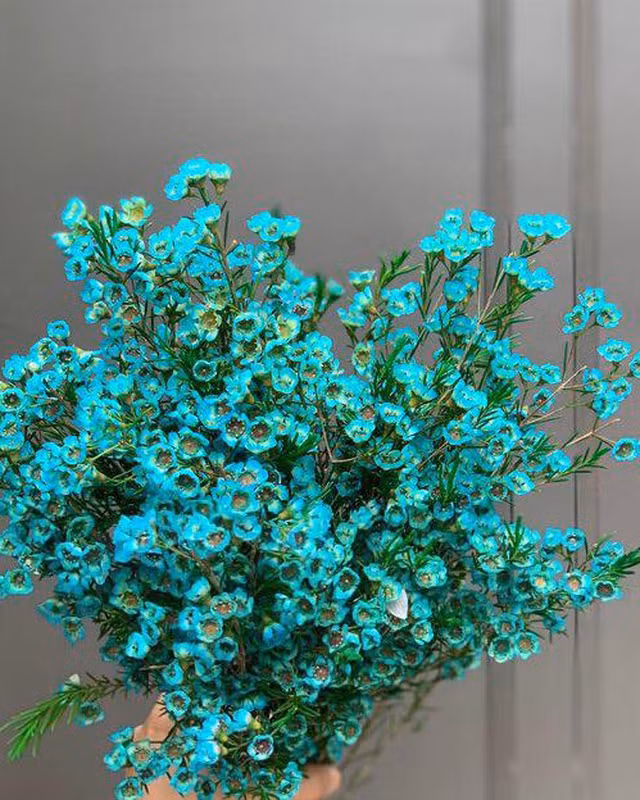 Nhung canh hoa doc la co the ban chua tung nghe ten-Hinh-3