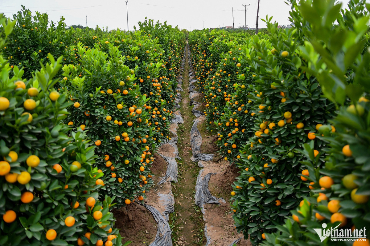 O thu phu quat canh Hung Yen, gia cao gap ruoi van 'chay hang'-Hinh-8