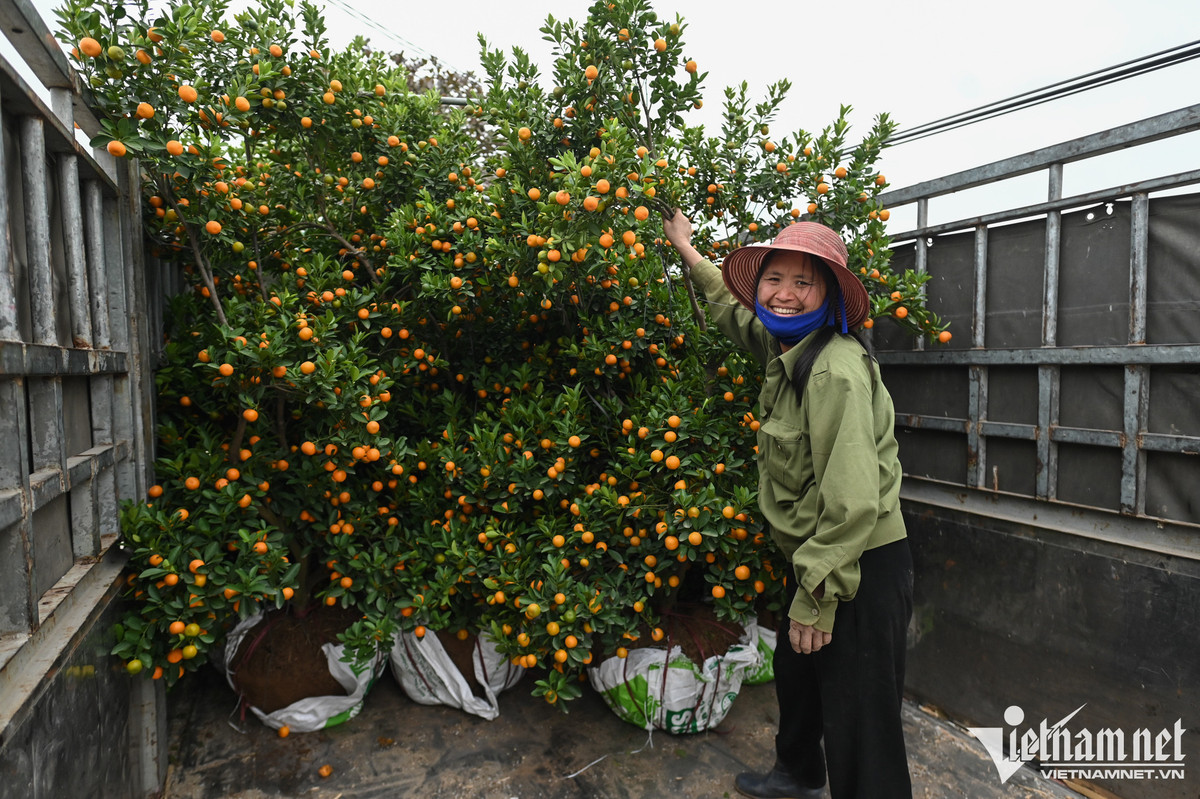 O thu phu quat canh Hung Yen, gia cao gap ruoi van 'chay hang'-Hinh-5