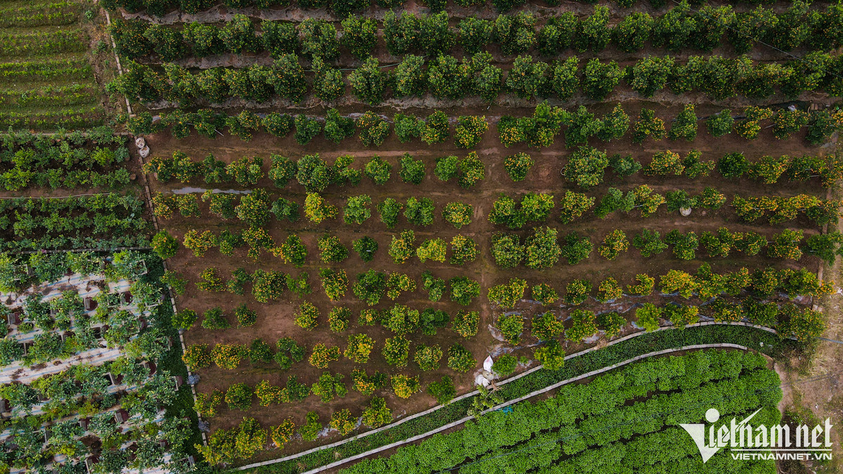 O thu phu quat canh Hung Yen, gia cao gap ruoi van 'chay hang'-Hinh-9