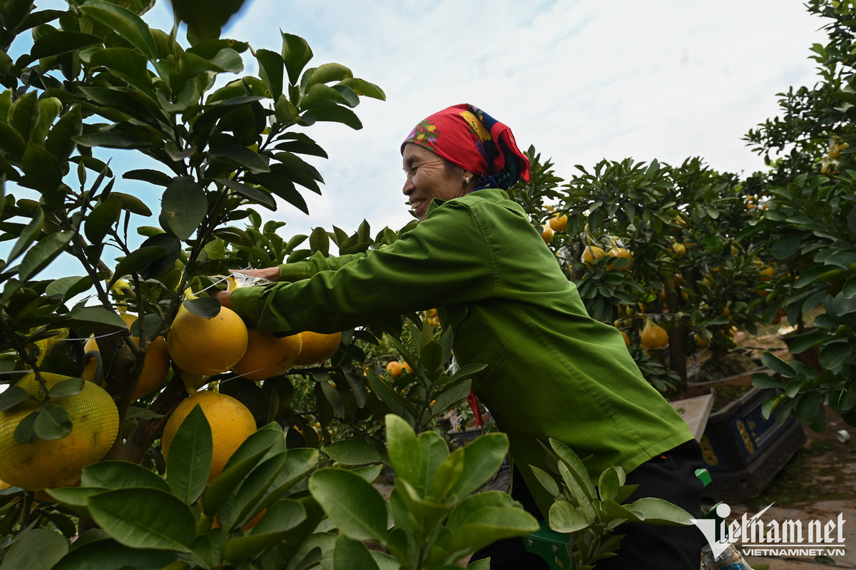 O thu phu quat canh Hung Yen, gia cao gap ruoi van 'chay hang'-Hinh-6