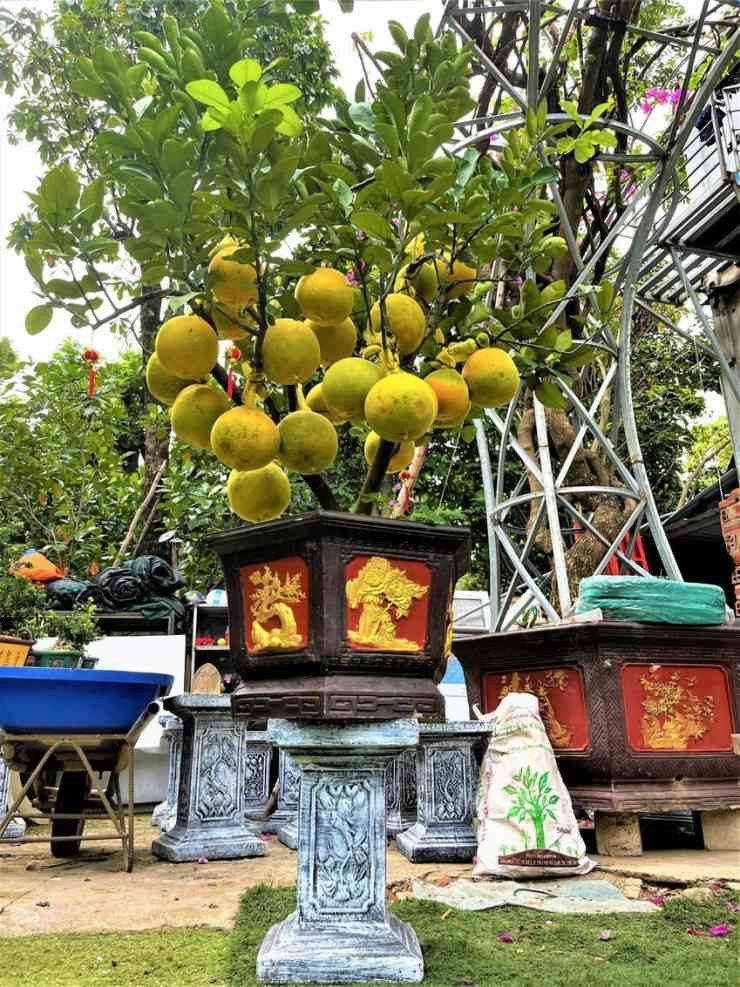 Buoi Dien trung Tet cho khach mua, quat canh Hoi An dat hang-Hinh-2