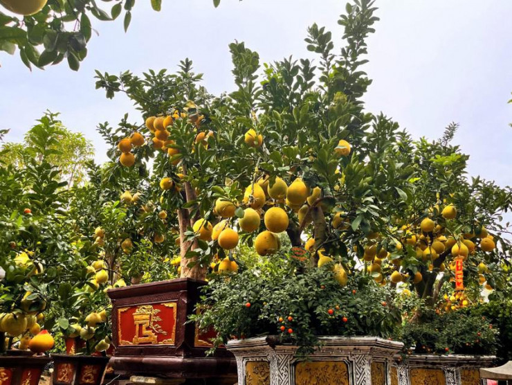 Buoi Dien trung Tet cho khach mua, quat canh Hoi An dat hang-Hinh-3