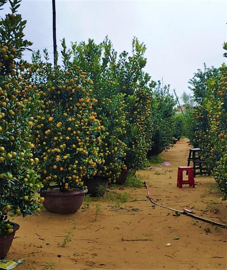 Buoi Dien trung Tet cho khach mua, quat canh Hoi An dat hang-Hinh-5