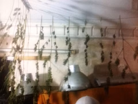 Hoa cây cần sa do Nam trồng.