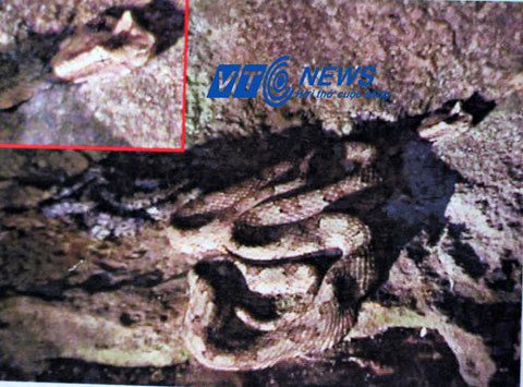 Con rắn có mào ông Son quay được ở hang Bói (Ảnh chụp lại từ video).