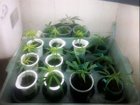 Những chậu cần sa được trồng trong các phòng kín.