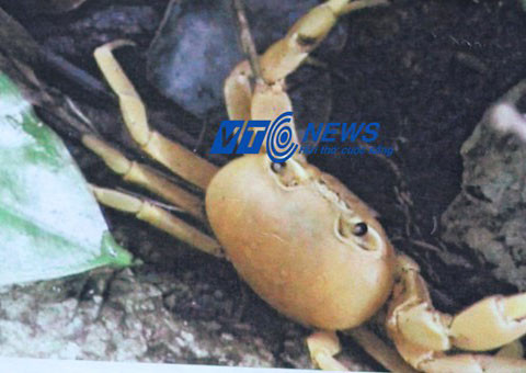 Con cua vàng có tiếng kêu rinh rích như tiếng gà.