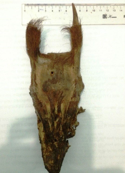 Xương sọ của loài mang được tìm thấy ở một nhà dân. Ảnh: khu bảo tồn cung cấp