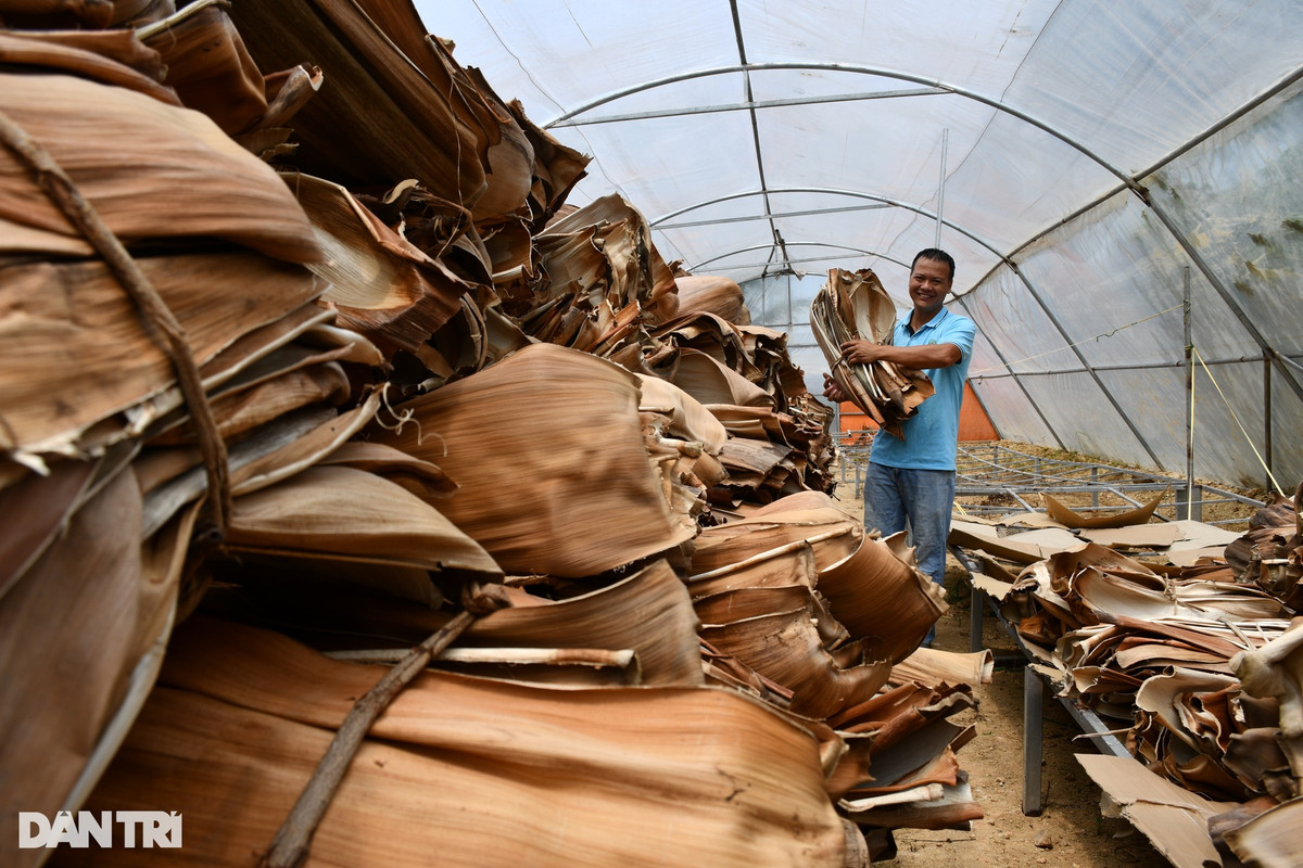 Anh Nguyễn Văn Tuyến, Giám đốc Công ty TNHH Mega Eco, cho biết mo cau khô được dùng làm chén, đĩa, khay đựng thức ăn thân thiện với môi trường. Hiện doanh nghiệp này có 10 điểm thu mua mo cau luân phiên trên địa bàn huyện Nghĩa Hành. Mỗi tháng có khoảng 400-500 người bán, đa phần là người già yếu. "Tiền bán mo cau tuy không nhiều nhưng cũng giúp được người già yếu kiếm thêm thu nhập. Không chỉ nhặt trong vườn của mình, nhiều người còn xin của hàng xóm. Có người mỗi lần bán trên 100 mo", anh Tuyến nói.