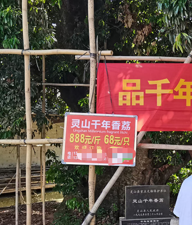 Cây vải thiều 1.500 tuổi nổi như cồn, 245k/quả mà vẫn cháy hàng Cay vai thieu 1.500 tuoi noi nhu con, 245k/qua ma van chay hang