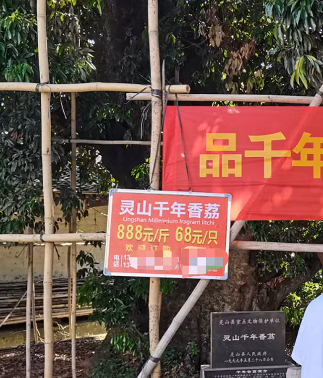 Cay vai thieu 1.500 tuoi noi nhu con, 245k/qua ma van chay hang