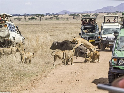 “Những con khác chờ đợi, theo dõi. Sau 20 phút vật lộn bế tắc, con trâu rừng đã thoát khỏi hàm sư tử”.