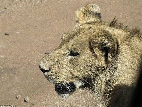 Mô tả trận chiến, nhiếp ảnh gia Scott MacLeod kể: “Những con sư tử bị đánh thức bản năng và chuyển hướng tới đàn trâu rừng gần đó. Hai con sư tử cái nhẹ nhàng đi về phía những con mồi, một con sư tử khác rình phía sau".