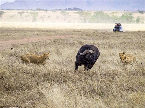 Trâu rừng đã thoát trong cuộc rượt đuổi, tấn công kéo dài 20 phút trên đồng cỏ.