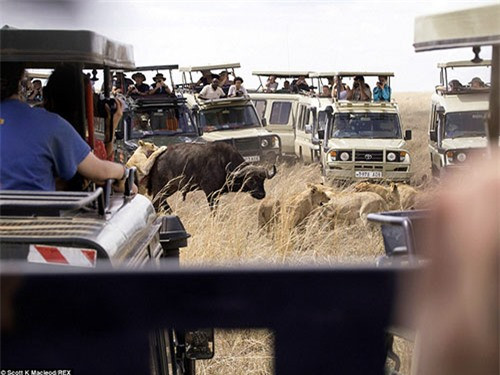 Cuộc chiến xảy ra tại đồng cỏ ở Cộng hòa Tanzania và được nhiếp ảnh gia Scott MacLeod nhanh tay ghi lại. Ban đầu, các du khách hoảng sợ và bất lực nhìn đàn sư tử vồ con trâu rừng. Tuy nhiên, sau 20 phút bị đàn sư tử tấn công, con vật kỳ diệu đã trốn thoát.