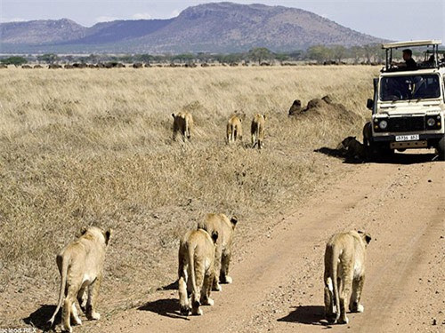 Đàn sư tử lếch thếch kéo nhau về.