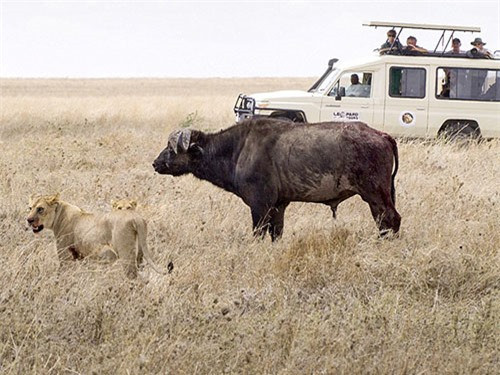 Cuối cùng, sư tử chịu thua trâu rừng.