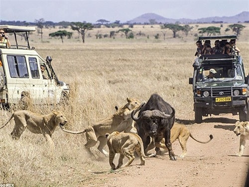 Theo hình ảnh ghi được, dù những kẻ săn mồi đã cố gắng vật con trâu rừng nhưng con vật yếu thế vẫn tìm mọi cách đứng lên, thoát khỏi vòng vây sư tử.