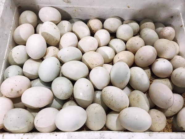 Giá trứng vịt bỗng tăng chóng mặt, người nuôi lại càng thêm buồn ảnh 1