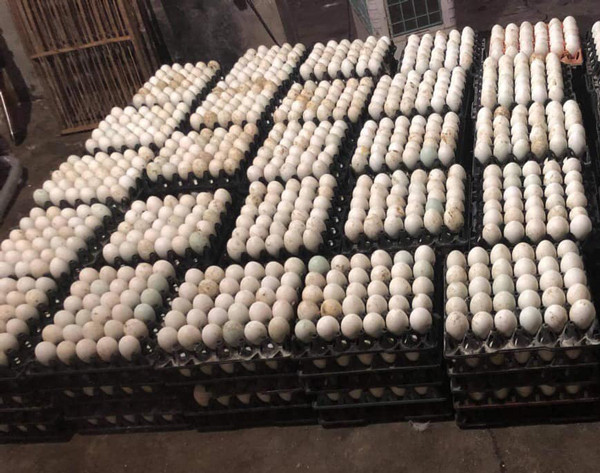 Giá trứng vịt bỗng tăng chóng mặt, người nuôi lại càng thêm buồn ảnh 2