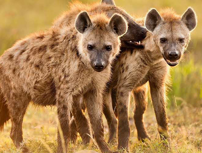 Không chỉ thế, những đàn linh cẩu đôi khi còn tấn công và ăn thịt luôn cả những con sư tử già yếu, bị thương hoặc lẻ bầy.