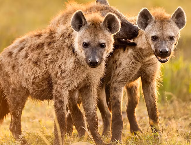 Không chỉ thế, những đàn linh cẩu đôi khi còn tấn công và ăn thịt luôn cả những con sư tử già yếu, bị thương hoặc lẻ bầy.