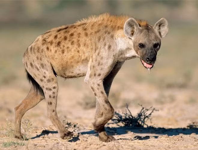 Với bản tính liều lĩnh và tham lam, linh cẩu có thể gây sự với bất cứ loài nào, thậm chí, đã có một số trường hợp ghi nhận chúng còn tấn công cả con người.