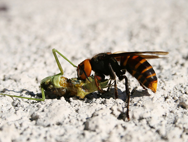 Những con ong bắp cày có chiều dài cơ thể trung bình khoảng 45mm, sải cánh 75mm, chúng có thể bay với tốc độ 40km/h. Nọc của loài ong này còn chứa chất độc thần kinh cực mạnh và đáng nói là chúng luôn trong tư thế sẵn sàng tấn công mục tiêu.