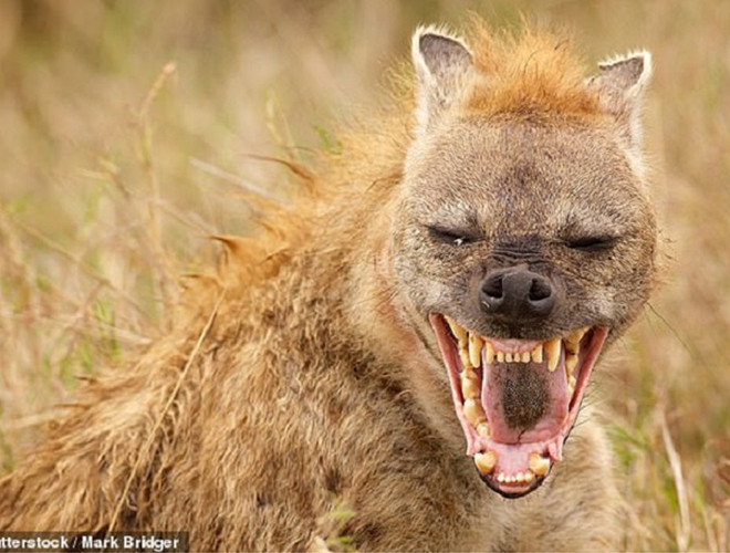 Chúng sẽ mò theo sau, chờ sư tử bắt được mồi rồi cả bầy áp đảo để cướp miếng ngon.