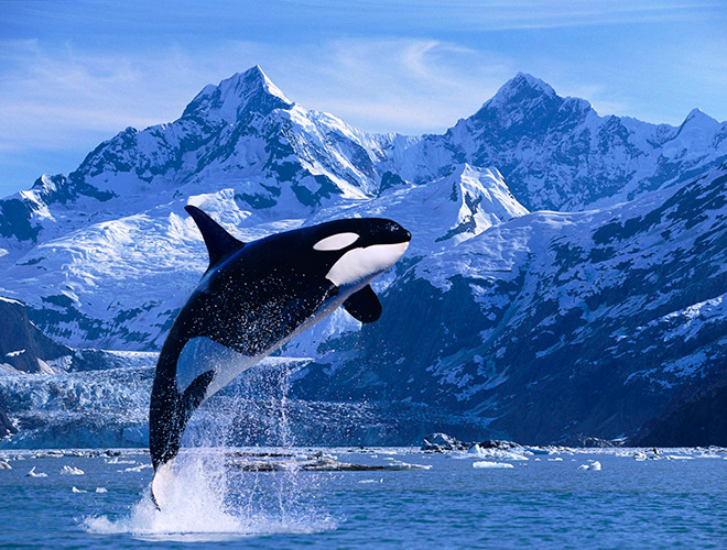 Không ít người lầm tưởng cá voi sát thủ (hay còn được gọi là cá hổ kình) là một loài sinh vật thông minh, hiền lành và thân thiện với con người. Tuy nhiên, trên thực tế, chúng thực sự là hung thần biển cả.