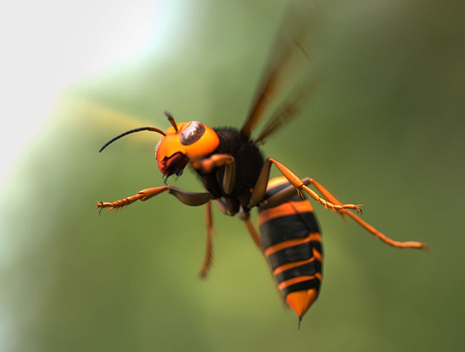 Theo thống kê của các tổ chức y tế trên thế giới, mỗi năm có trung bình 40 ca tử vong với thủ phạm là ong bắp cày khổng lồ châu Á.