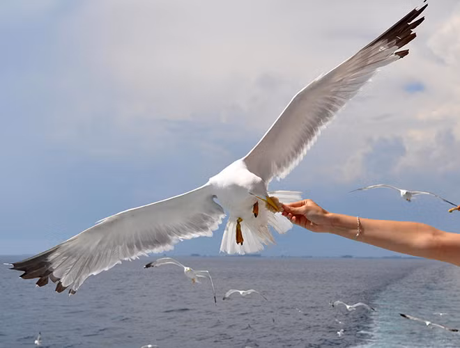 Với bản chất liều lĩnh của mình, mòng biển còn thường xuyên lẻn vào nhà, tiệm tạp hóa, cửa hàng tiện lợi để trộm cắp thức ăn và xả những bãi chất thải có mùi khủng khiếp.