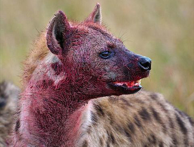 Với thế mạnh sở hữu tứ chi phát triển, linh cẩu là loài động vật có tỉ lệ thành công lớn khi săn mồi, thậm chí, có thể săn được những con mồi lớn như ngựa vằn và linh dương đầu bò. Tuy nhiên, loài vật này lại luôn thích ăn đồ ăn của các loại động vật khác.