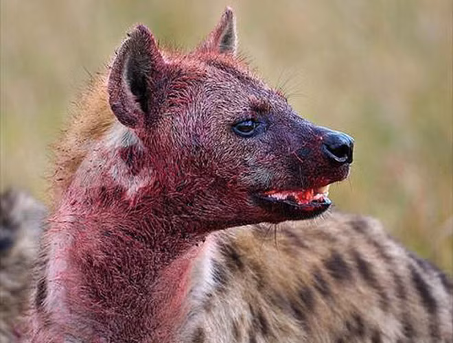 Với thế mạnh sở hữu tứ chi phát triển, linh cẩu là loài động vật có tỉ lệ thành công lớn khi săn mồi, thậm chí, có thể săn được những con mồi lớn như ngựa vằn và linh dương đầu bò. Tuy nhiên, loài vật này lại luôn thích ăn đồ ăn của các loại động vật khác.