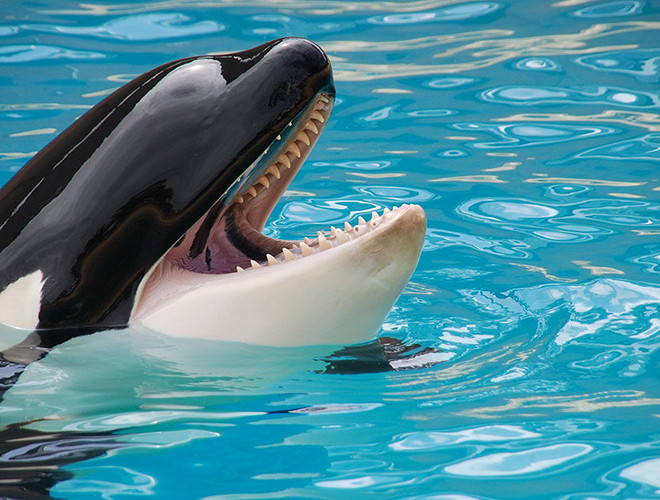 Kích thước to lớn cùng với tập tính đi săn theo bầy đã giúp loài cá này trở nên "bất khả chiến bại" và có thể cho bất kỳ loài vật nào vào thực đơn của chúng.