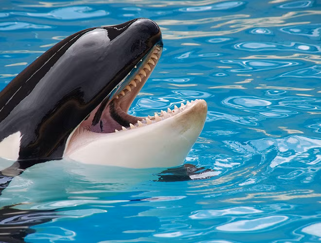 Kích thước to lớn cùng với tập tính đi săn theo bầy đã giúp loài cá này trở nên "bất khả chiến bại" và có thể cho bất kỳ loài vật nào vào thực đơn của chúng.