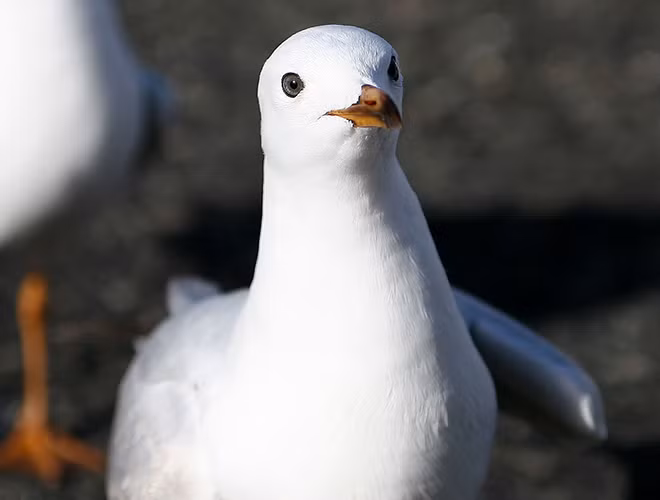 Mòng biển là thành viên duy nhất thuộc họ nhà chim có mặt trong danh sách những loài động vật hung hãn và "hiếu chiến" nhất thế giới.