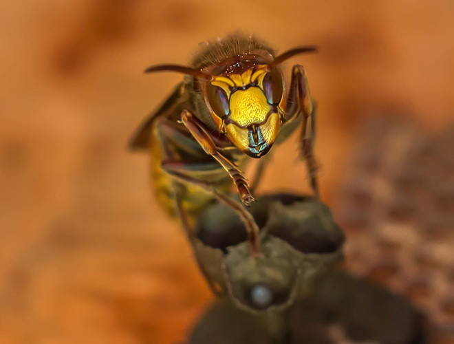 Với những điều nguy hiểm mà ong bắp cày gây ra, chính phủ các nước Trung Quốc, Nhật Bản đã từng phải điều động quân đội sử dụng súng phun lửa để kiểm soát sự xâm lấn của chúng.