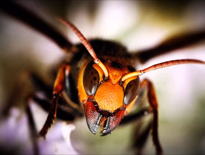 Do ngòi đốt của ong mật không thể xuyên qua được lớp giáp chắc chắn của ong bắp cày nên chúng thường chủ động cướp phá tổ của ong mật, giết ong thợ, ăn thịt ấu trùng và nhộng.