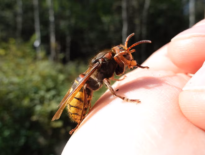 Không những gây sự với ong mật, chúng còn chủ động tấn công cả con người nếu chẳng may bước vào địa bàn của chúng.