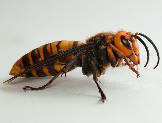 Bản năng hiếu chiến và hung hãn của ong bắp cày không chỉ biến chúng thành một loài xâm lấn nguy hiểm trong tự nhiên mà còn đe dọa các trang trại ong mật của con người.