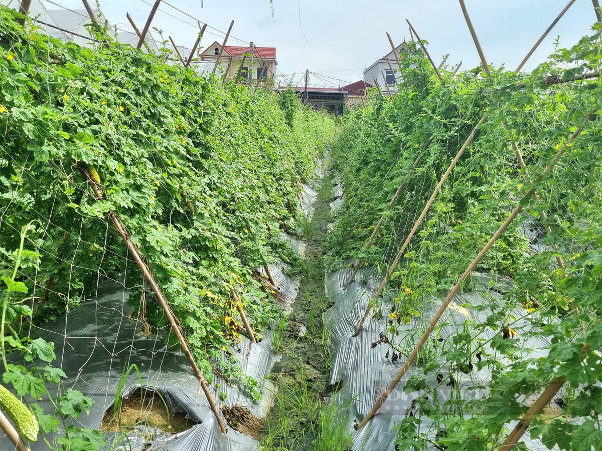 Bien ruong hoang thanh nong trai sach, lao nong dut tui 1,5 ty/nam-Hinh-2