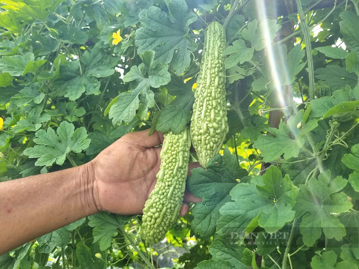 Bien ruong hoang thanh nong trai sach, lao nong dut tui 1,5 ty/nam-Hinh-8