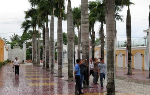 Hàng cau vua tại lối vào khu biệt thự.