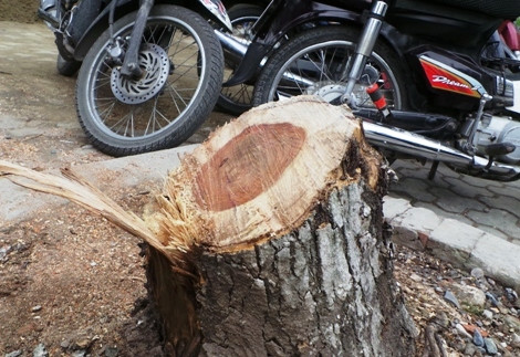 Gốc sưa đỏ bị cưa trộm