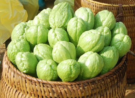 Su su của SaPa ngọt mát.