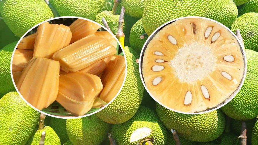 Mua mít cứ nhắm vào điểm này biết ngay mít chín cây hay mít ngậm thuốc - Hình 2 Mua mit cu nham vao diem nay biet ngay mit chin cay hay mit ngam thuoc-Hinh-2